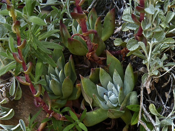 特氏仙女杯 Dudleya traskiae