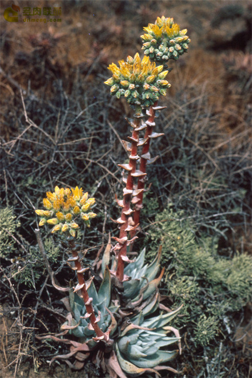 特氏仙女杯 Dudleya traskiae