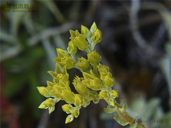 特氏仙女杯 Dudleya traskiae