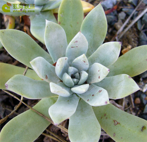 特氏仙女杯 Dudleya traskiae