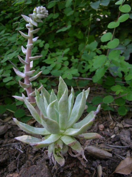 特氏仙女杯 Dudleya traskiae