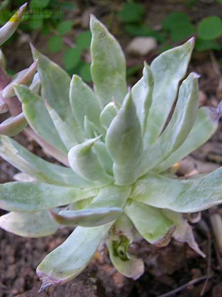 特氏仙女杯 Dudleya traskiae