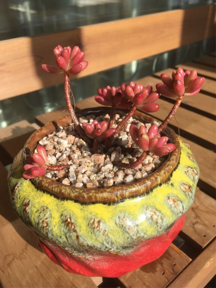 2017，最后时光的最美多肉