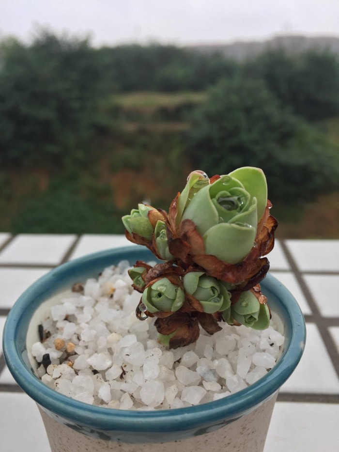 看着变美的多肉