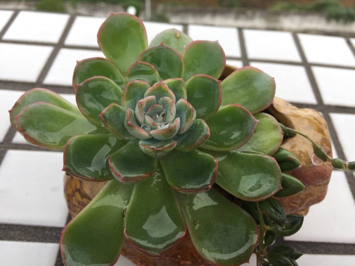 看着变美的多肉