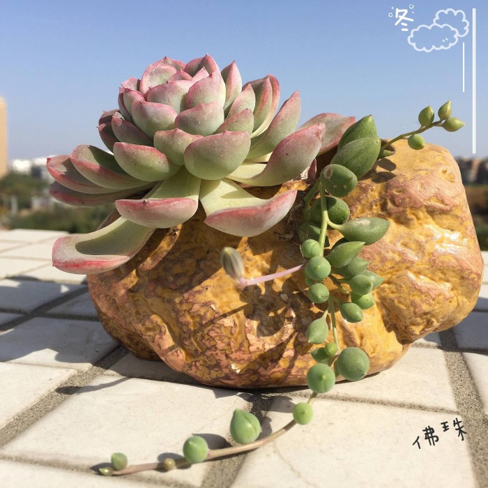 看着变美的多肉