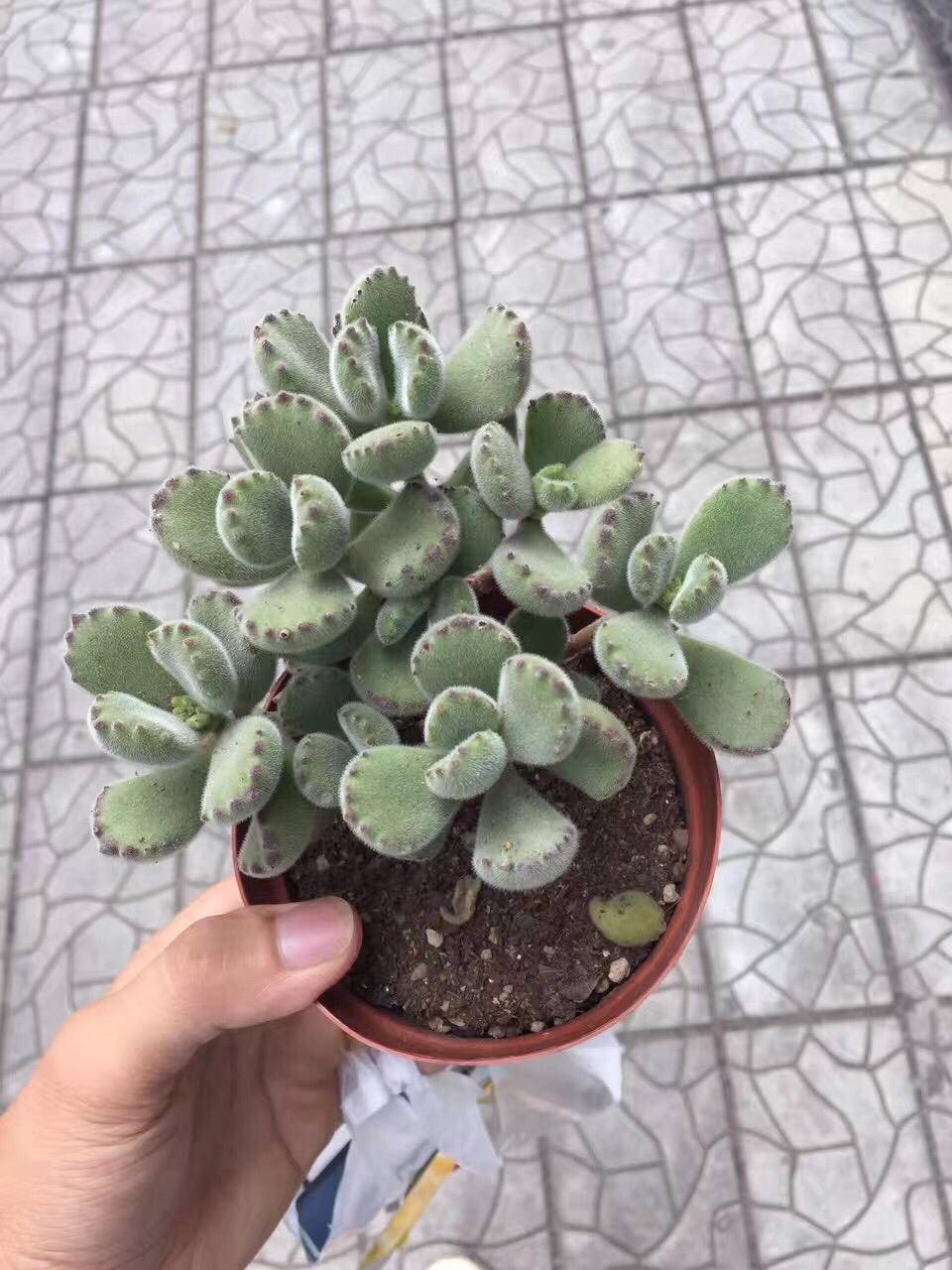 看着变美的多肉