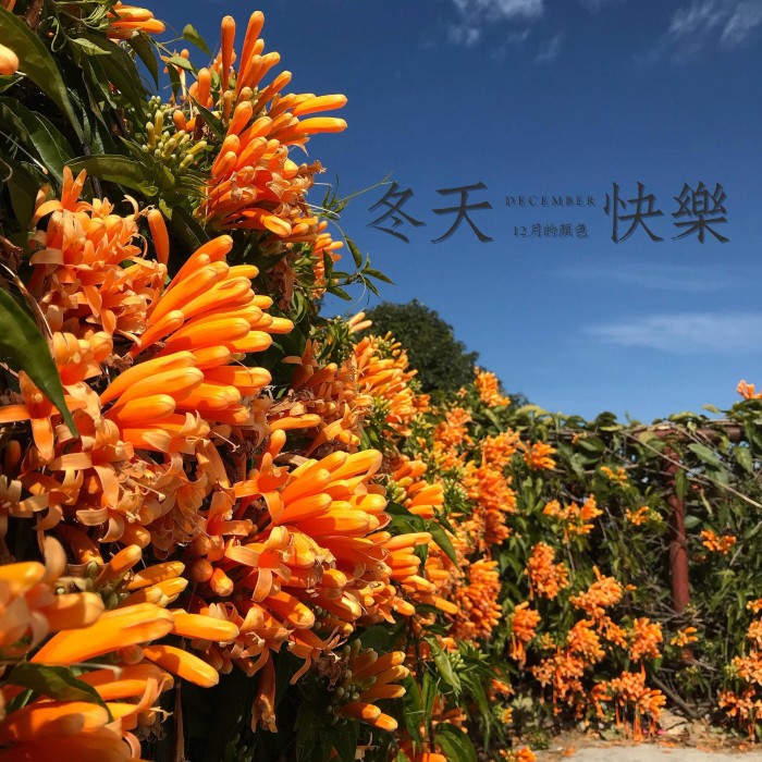 十二月云南一般人家的多肉