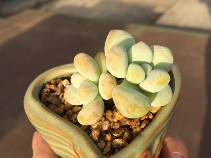 深圳冬天的多肉怎么养