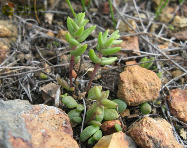 仙女杯瓦瑞伽塔 Dudleya variegata