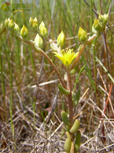 仙女杯瓦瑞伽塔 Dudleya variegata