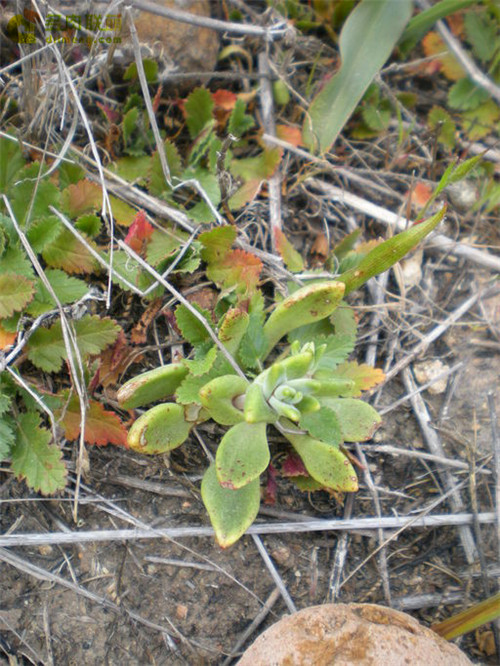 仙女杯瓦瑞伽塔 Dudleya variegata