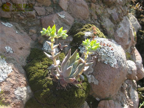 沃瑞替依 Dudleya verityi