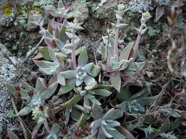 沃瑞替依 Dudleya verityi