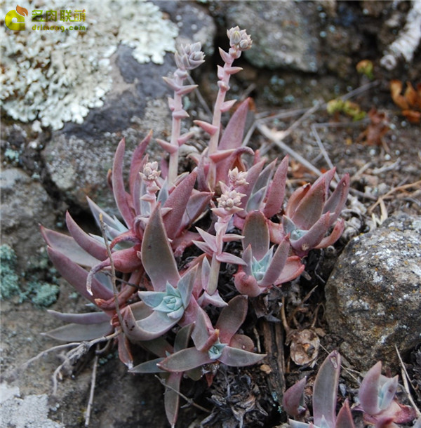 沃瑞替依 Dudleya verityi