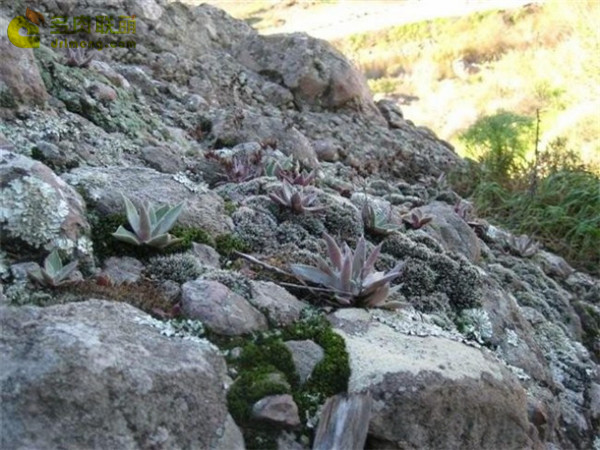 沃瑞替依 Dudleya verityi