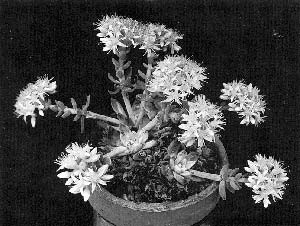 Dudleya virens ssp. extima