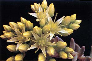 Dudleya virens ssp. extima
