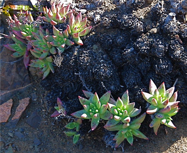 Dudleya virens ssp. extima