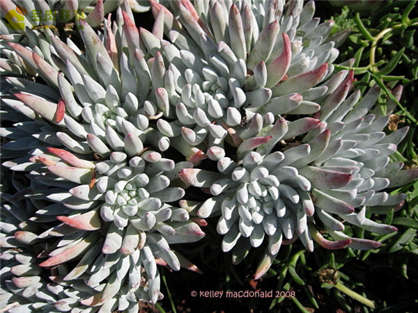 海瑟仙女杯 Dudleya virens ssp. hassei