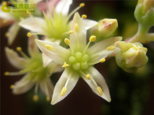 海瑟仙女杯 Dudleya virens ssp. hassei