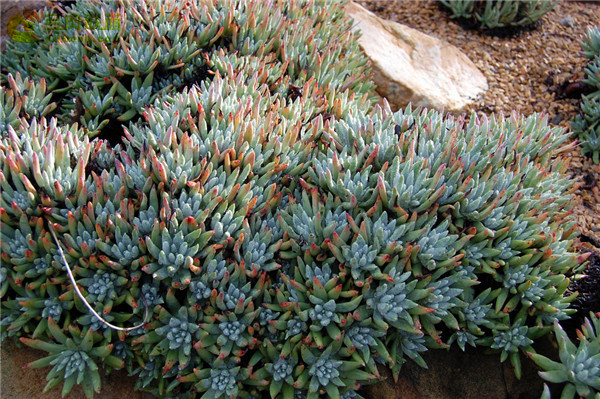 海瑟仙女杯 Dudleya virens ssp. hassei