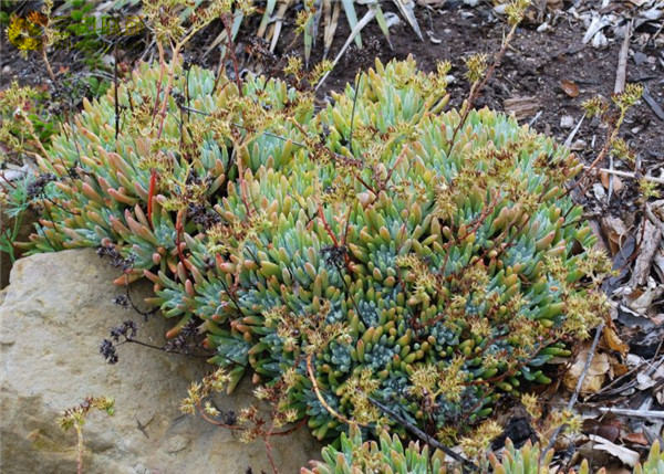 海瑟仙女杯 Dudleya virens ssp. hassei