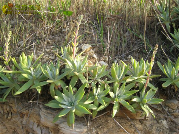 Dudleya virens ssp. insularis