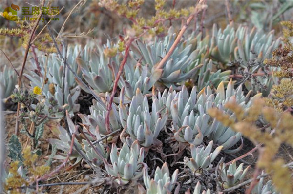 Dudleya virens ssp. insularis