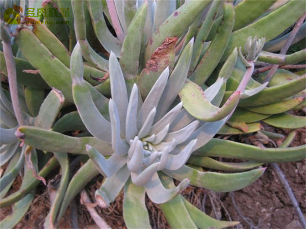 Dudleya virens ssp. insularis