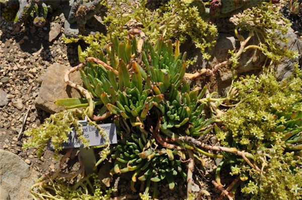 Dudleya virens ssp. virens