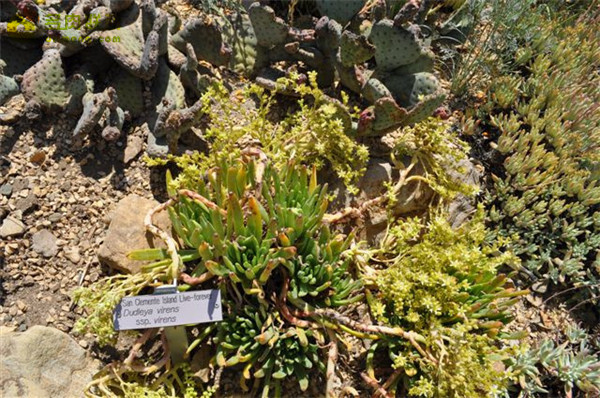 Dudleya virens ssp. virens