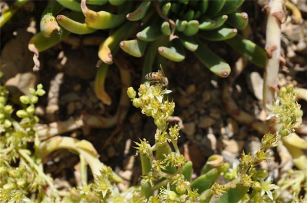 Dudleya virens ssp. virens