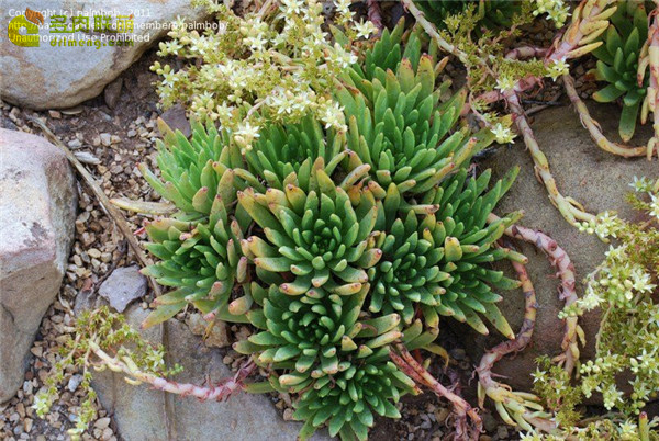 Dudleya virens ssp. virens