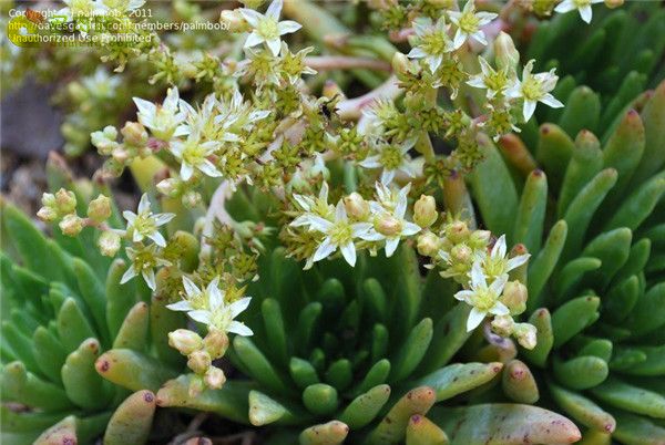 Dudleya virens ssp. virens