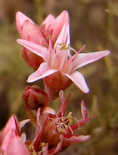 维思辛达 Dudleya viscida