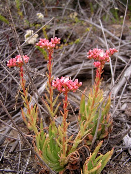 维思辛达 Dudleya viscida