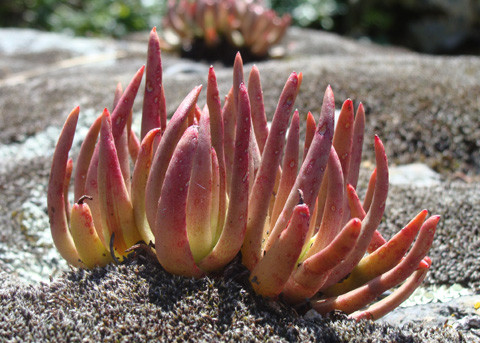 维思辛达 Dudleya viscida