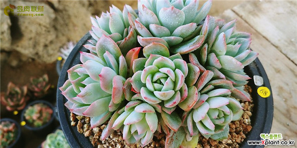 瓦伦西亚 Echeveria Valencia