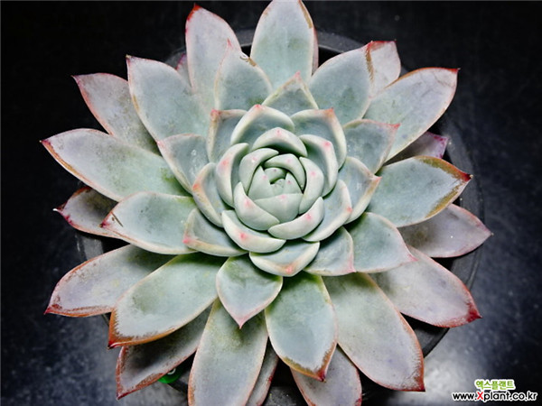 瓦伦西亚 Echeveria Valencia