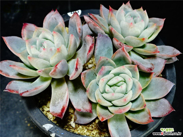 瓦伦西亚 Echeveria Valencia