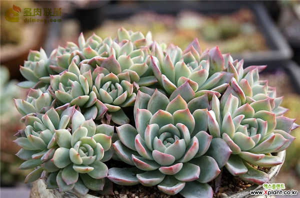 瓦伦西亚 Echeveria Valencia