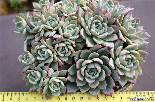 瓦伦西亚 Echeveria Valencia