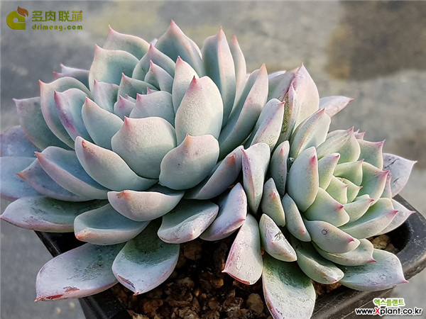 瓦伦西亚 Echeveria Valencia