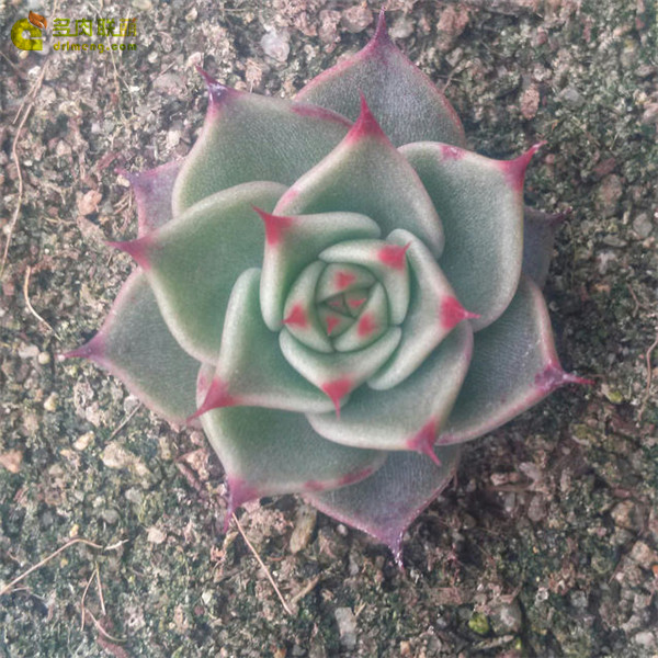 万圣夜 Echeveria Halloween