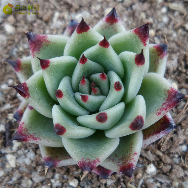 万圣夜 Echeveria Halloween