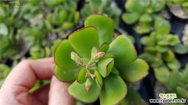 小黏黏 Cotyledon eliseae