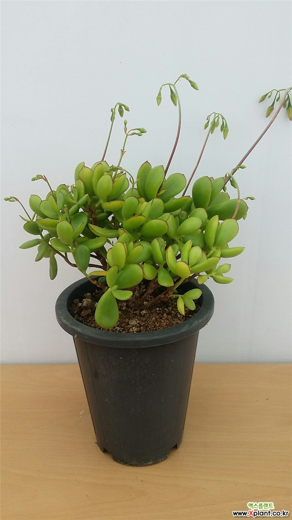 小黏黏 Cotyledon eliseae