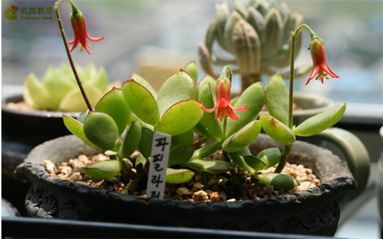 小黏黏 Cotyledon eliseae