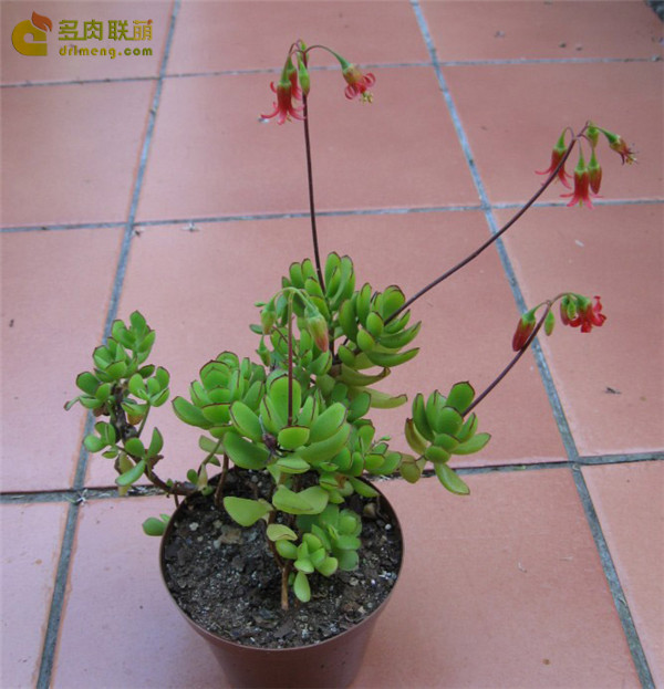 小黏黏 Cotyledon eliseae